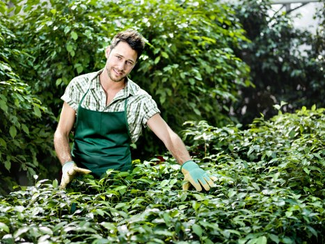 Professional garden waste removal in Battersea